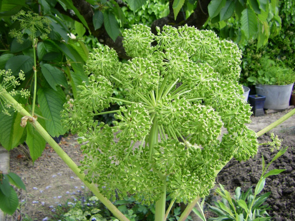 Angelica archangelica