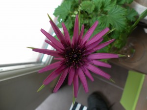 fleur de trabopogon