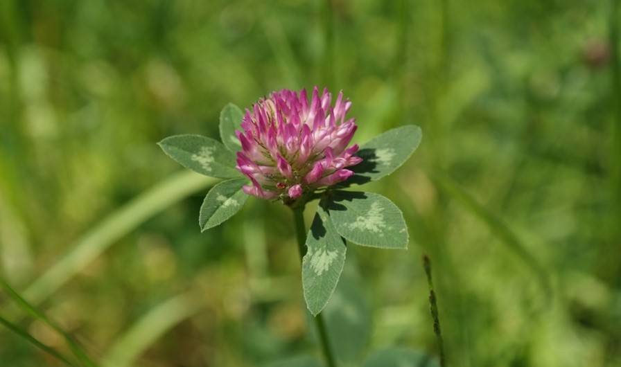 Photo de la plante Trèfle de Près en fleur