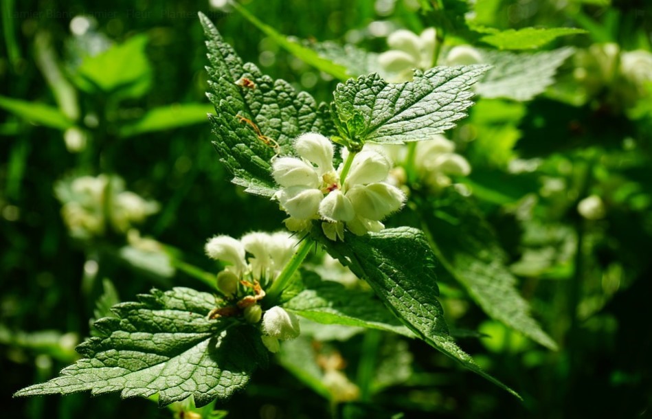 Le Lamier Blanc - Blog Herbéo, la santé par les plantes
