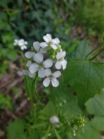 Zoom sur les fleurs blanches de l'Alliaire, plante médicinale.