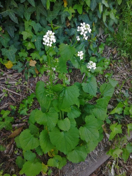 Plante sauvage Alliaire avec des fleurs blanches.